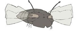 MOSCA_1