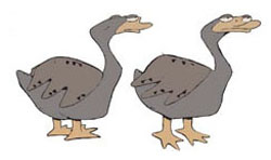 PATO