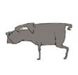 PERRO_3