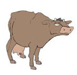 VACA